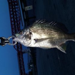 バチ抜けのつもりがキビレ